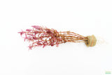 Rotala Rotundifolia "Red" HARDY RED Aquarium Plant