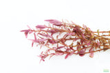 Rotala Rotundifolia Red_Aquarium Plant For sale