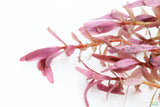 Rotala Rotundifolia Red_Aquarium Plant For sale