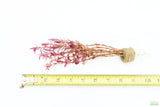 Rotala Rotundifolia Red_Aquarium Plant For sale