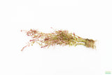 Rotala Rotundifolia Regular_Aquarium plant for sale