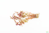 Rotla Macrandra Small Leaf_Aquarium Plant For Sale