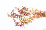 Rotla Macrandra Small Leaf_Aquarium Plant For Sale