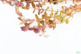 Rotla Macrandra Small Leaf_Aquarium Plant For Sale
