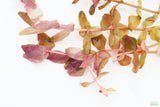 Rotla Macrandra Small Leaf_Aquarium Plant For Sale