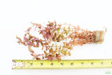 Rotla Macrandra Small Leaf_Aquarium Plant For Sale