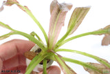 Rubin Sword_the Red Monster_Echinodorus_Aquarium Plant For Sale