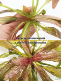 Rubin Sword_the Red Monster_Echinodorus_Aquarium Plant For Sale