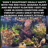 SexyRedAquariumPackage_PlantCombo_BaileyS