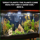 SexyRedAquariumPackage_PlantCombo_BenG