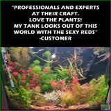 SexyRedAquariumPackage_PlantCombo_Customer