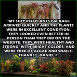 SexyRedAquariumPackage_PlantCombo_DanielF