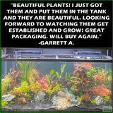 Sexy Red Aquarium Plant Combo_Aquarium Plants For Sale_Garrett A.