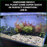 SexyRedAquariumPackage_PlantCombo_JimB.