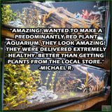 SexyRedAquariumPackage_PlantCombo_MichaelR.