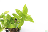 Staurogyne Repens_Regular Rugged Foreground Aquarium Plant For Sale