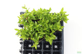 Staurogyne Repens_Regular Rugged Foreground Aquarium Plant For Sale