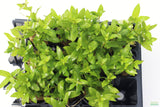 Staurogyne Repens_Regular Rugged Foreground Aquarium Plant For Sale