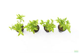 Staurogyne Repens_Regular Rugged Foreground Aquarium Plant For Sale