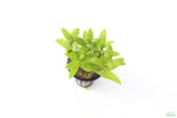 Staurogyne Repens_Regular Rugged Foreground Aquarium Plant For Sale