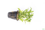 Staurogyne Repens_Regular Rugged Foreground Aquarium Plant For Sale