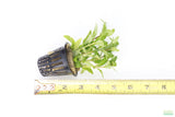 Staurogyne Repens_Regular Rugged Foreground Aquarium Plant For Sale