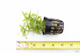 Staurogyne Repens_Regular Rugged Foreground Plant For Sale