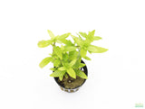 Staurogyne Repens_Regular Rugged Foreground Plant For Sale