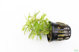 Staurogyne Repens_Regular Rugged Foreground Plant For Sale