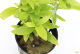 Staurogyne Repens_Regular Rugged Foreground Plant For Sale