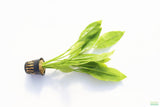 Sword Bleheri_Echinodorus_Aquarium Plant For Sale