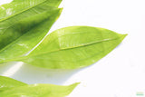 Sword Bleheri_Echinodorus_Aquarium Plant For Sale
