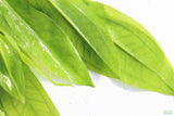 Sword Bleheri_Echinodorus_Aquarium Plant For Sale