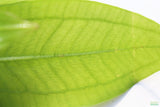 Sword Bleheri_Echinodorus_Aquarium Plant For Sale