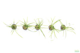 Tall Saggitaria_Aquarium Plant for sale