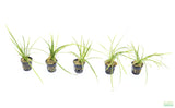 Tall Saggitaria_Aquarium Plant for sale