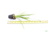 Tall Saggitaria_Aquarium Plant for sale