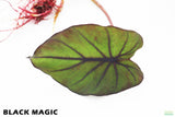Taro Plants 