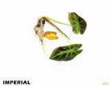 Taro Plants 