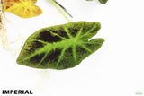 Taro Plants 