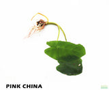 Taro Plants 