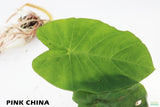 Taro Plants 