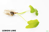 Taro Plants 
