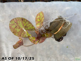 Tri Color Lotus_Aquarium Plant For Sale