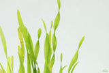Val Asiatica Biwaensis_vallisneria_Aquarium plant for sale_aquarium plants for sale