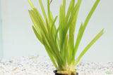 Vallisneria Americana_Giant Jungle Val_Aquarium plant for sale_aquarium plants for sale