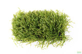 Vallisneria Asiatica Biwaensis_Aquarium Plant For Sale