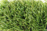 Vallisneria Asiatica Biwaensis_Aquarium Plant For Sale