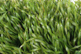 Vallisneria Asiatica Biwaensis_Aquarium Plant For Sale