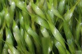 Vallisneria Asiatica Biwaensis_Aquarium Plant For Sale